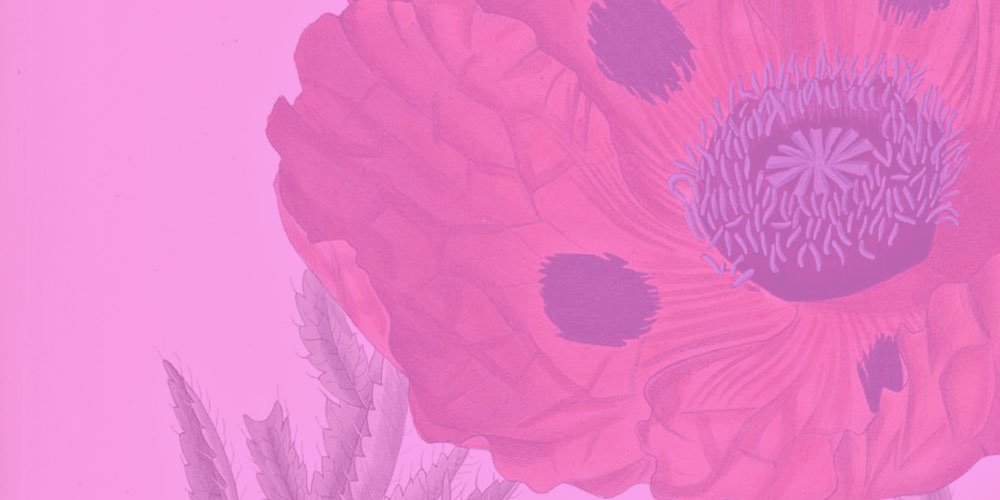 Botanical Illustration of Poppy Flower with Pink Overlay