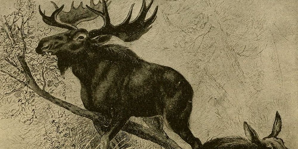 Illustration of a Moose, sepia tone
