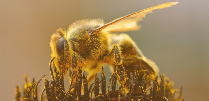 honeybee collecting pollen