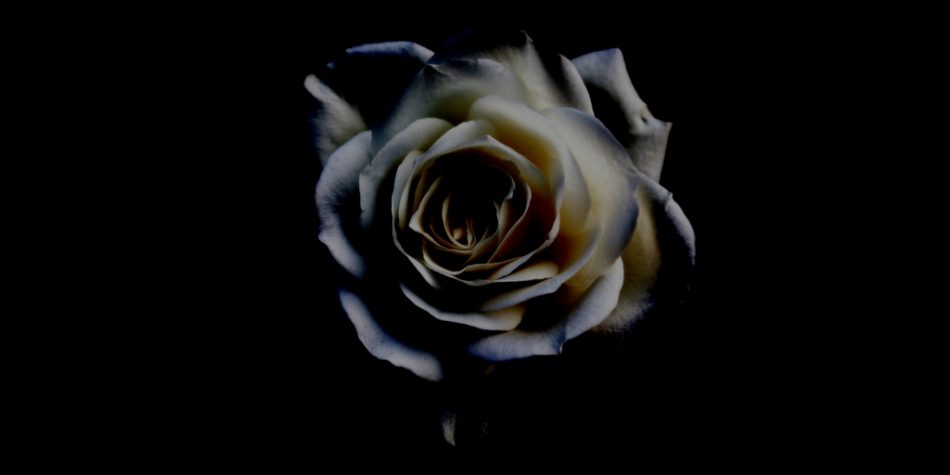 white rose black background