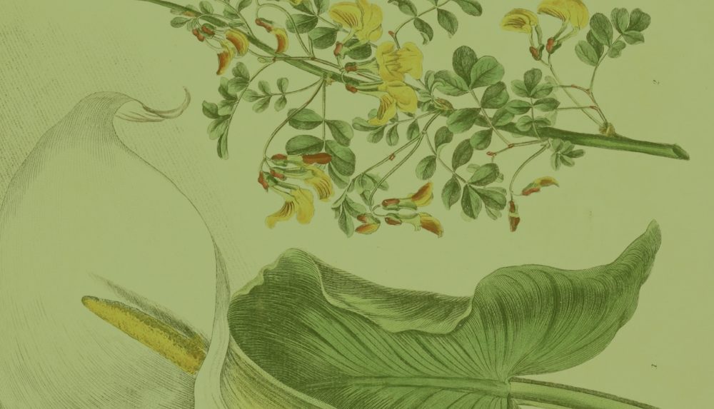 Botanical illustration of a calla lily