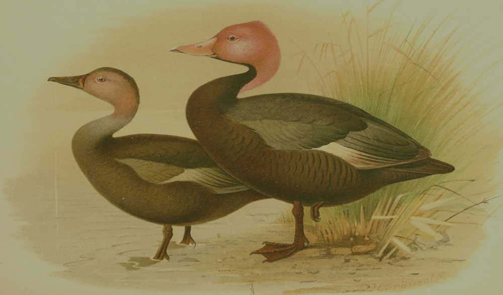 Pink-headed duck illustration