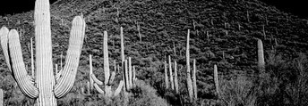 a black and white book cover image featuring cacti