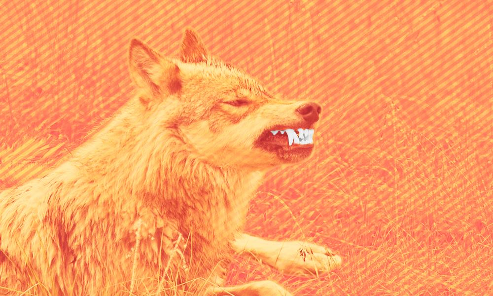 A wolf baring its teeth, in orange tints