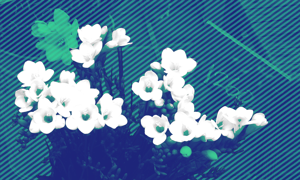 white flowers against a green and blue background