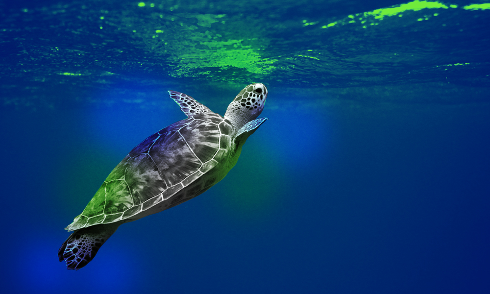 A black-and-white image of a sea turtle swimming underwater near the surface of blue and green water.