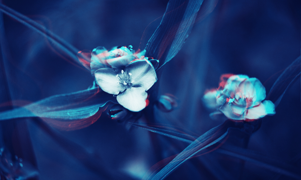 A close-up image of two blue and white violets with dark blue stems and a dark blue background.