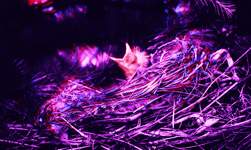 A purple baby bird with an open mouth sits in the middle of a purple nest.