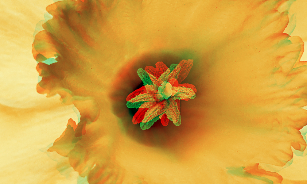 A close-up image of a yellow daffodil's yellow pistils, overlayed with rotating green and red pistils.