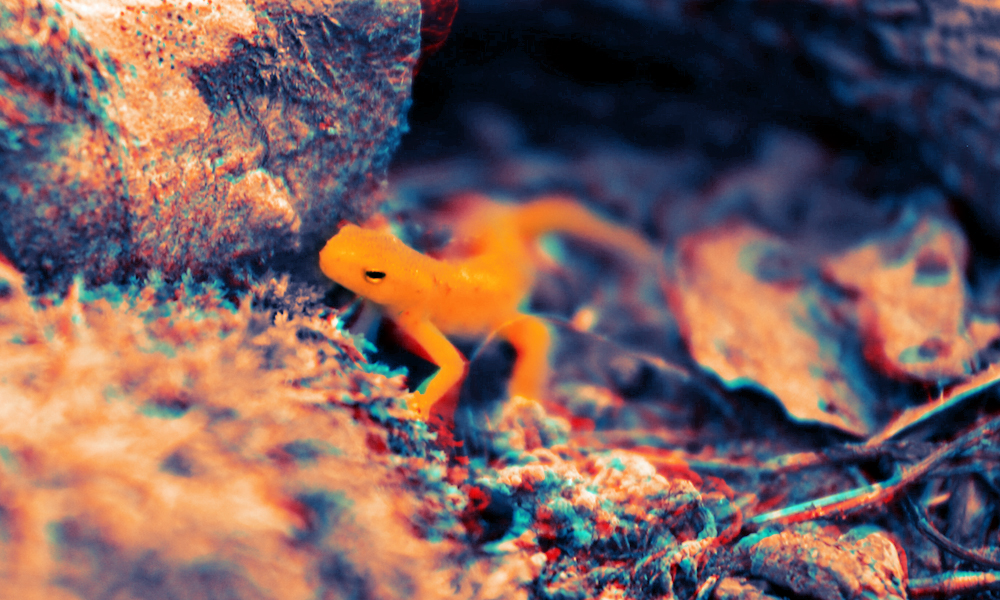 An orange salamander with black eyes crawls up a hill of orange rocks.
