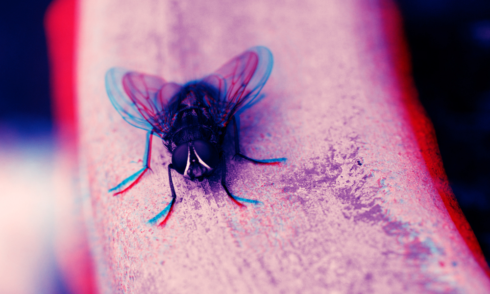 A black, purple, and blue fly rests on top of a curved pink piece of wood.