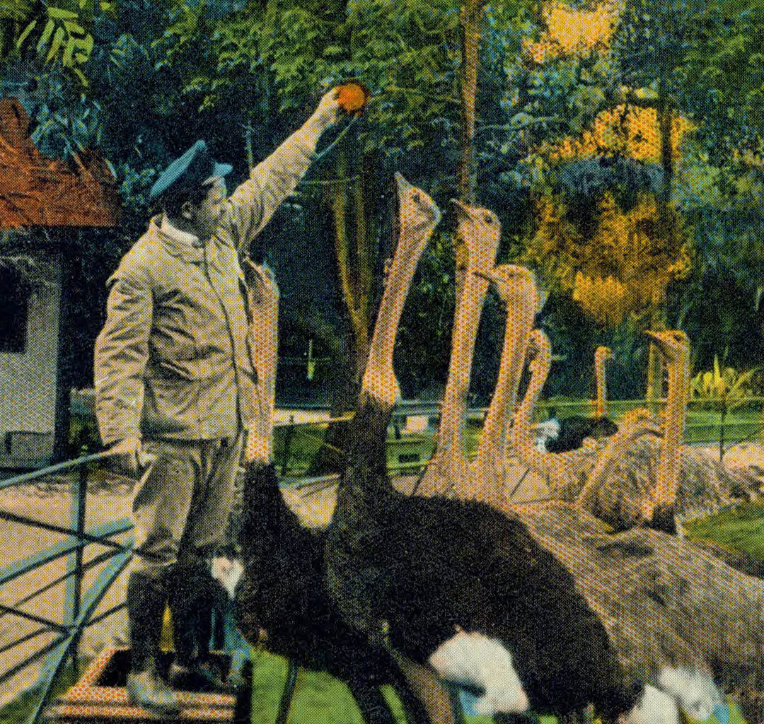 Vintage postcard with man feeding an orange to ostriches